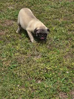 Petey, a male Pug for sale in Russellville, KY – 5 of 5