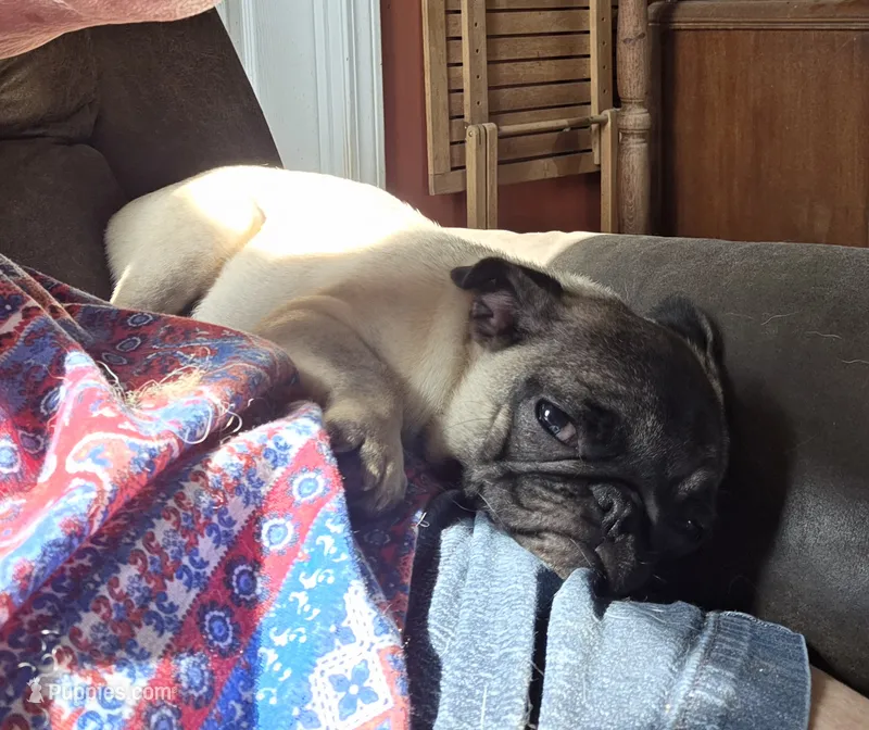 PEANUT small pug – Pug puppy for sale in Russellville, KY