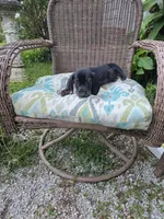 Weiner Dan, a male Miniature Dachshund for sale in Russellville, KY – 10 of 10
