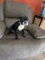 Bossy, a female Boston Terrier for sale in Russellville, KY – 2 of 5