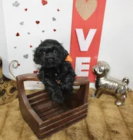 Onyx, a male Shihpoo and Shih Tzu for sale in Russellville, KY – 2 of 7