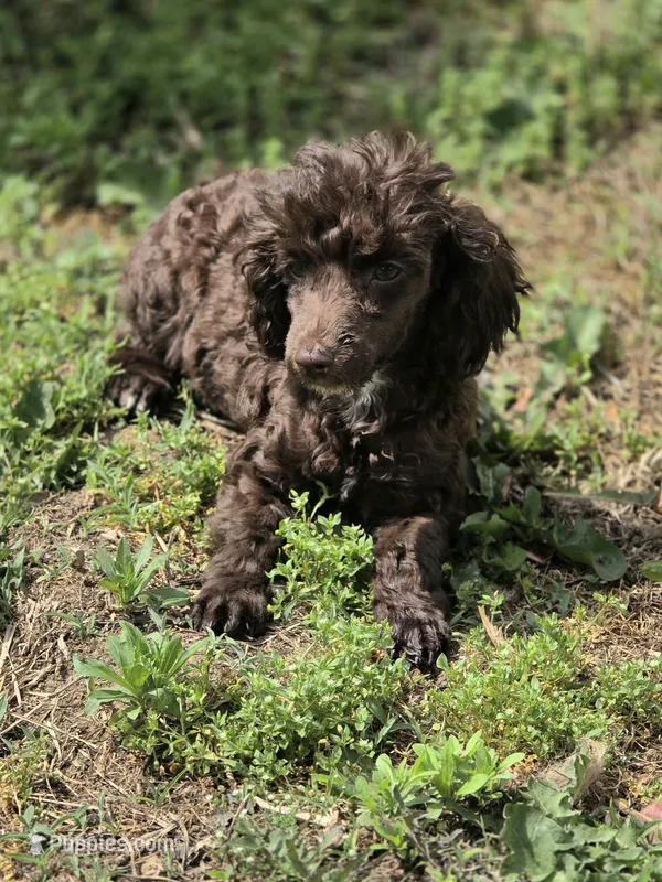 Poodandy – Poodle - Toy  puppy for sale in Russellville, KY