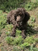 Poodandy, a male Poodle - Toy  for sale in Russellville, KY – 1 of 6