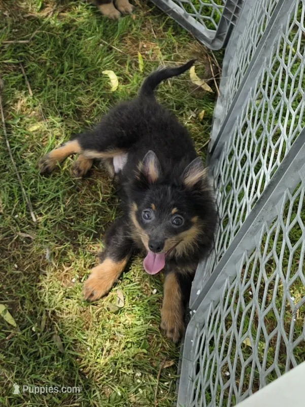 Blue boy – Pomeranian puppy for sale in Russellville, KY