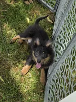Blue boy, a male Pomeranian for sale in Russellville, KY – 1 of 6