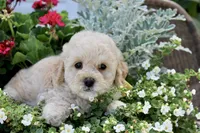 Princess fluff, a female Cockapoo and Poodle - Toy  for sale in Russellville, KY – 5 of 8