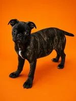 Tank, a male Boston Terrier and Bugg for sale in Russellville, KY – 2 of 10