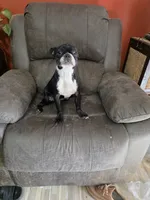 Bossy, a female Boston Terrier for sale in Russellville, KY – 4 of 5