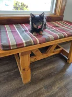 Charlie , a male Pomeranian for sale in Russellville, KY – 9 of 9