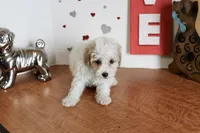 Curly Sue, a female Yorkipoo and Yorkshire Terrier for sale in Russellville, KY – 2 of 5