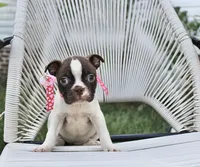 Speckles, a female Boston Terrier for sale in Russellville, KY – 1 of 6