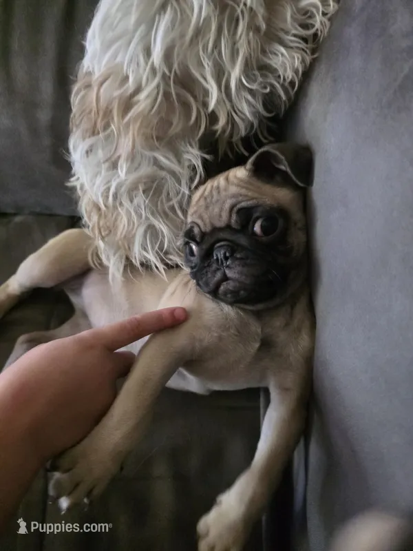 Pugtunia "Purebred" – Pug puppy for sale in Russellville, KY