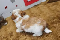 Spot (toy size), a male Yorkshire Terrier and Morkie for sale in Russellville, KY – 6 of 6