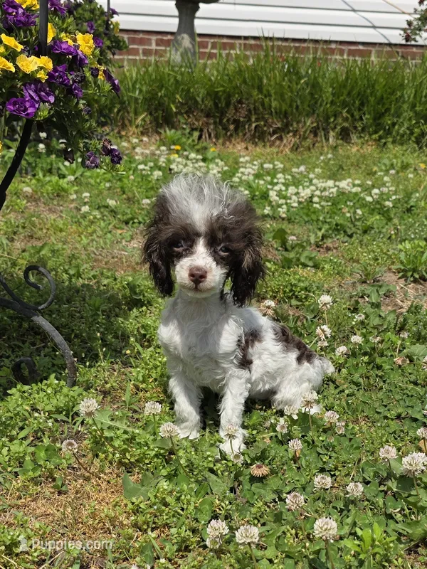 Tito toy size – Poodle - Toy  puppy for sale in Russellville, KY