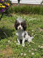 Tito, a male Poodle - Toy  for sale in Russellville, KY – 3 of 7