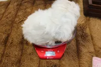 Ghost, a male Maltipoo and Maltese for sale in Russellville, KY – 4 of 4