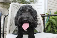 Onyx, a female Cockapoo and Cocker Spaniel for sale in Russellville, KY – 6 of 6
