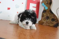 Pookie, a female Yorkipoo and Yorkshire Terrier for sale in Russellville, KY – 3 of 6