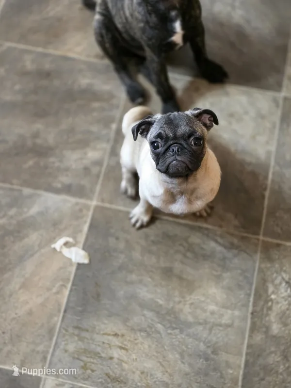 PEANUT small pug – Pug puppy for sale in Russellville, KY