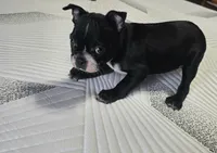 Bossy, a female Boston Terrier for sale in Russellville, KY – 5 of 7