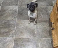 Peanut, a female Pug for sale in Russellville, KY – 10 of 10