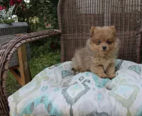 Snickers, a male Pomeranian for sale in Russellville, KY – Photo 2 of 8