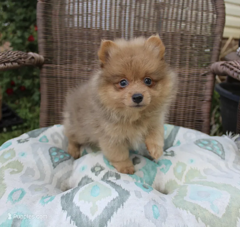 Snickers – Pomeranian puppy for sale in Russellville, KY