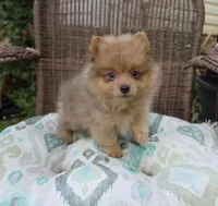Snickers, a male Pomeranian for sale in Russellville, KY – Photo 1 of 8