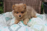 Snickers, a male Pomeranian for sale in Russellville, KY – Photo 4 of 8