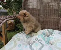 Snickers, a male Pomeranian for sale in Russellville, KY – Photo 3 of 8