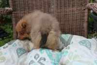 Snickers, a male Pomeranian for sale in Russellville, KY – Photo 8 of 8