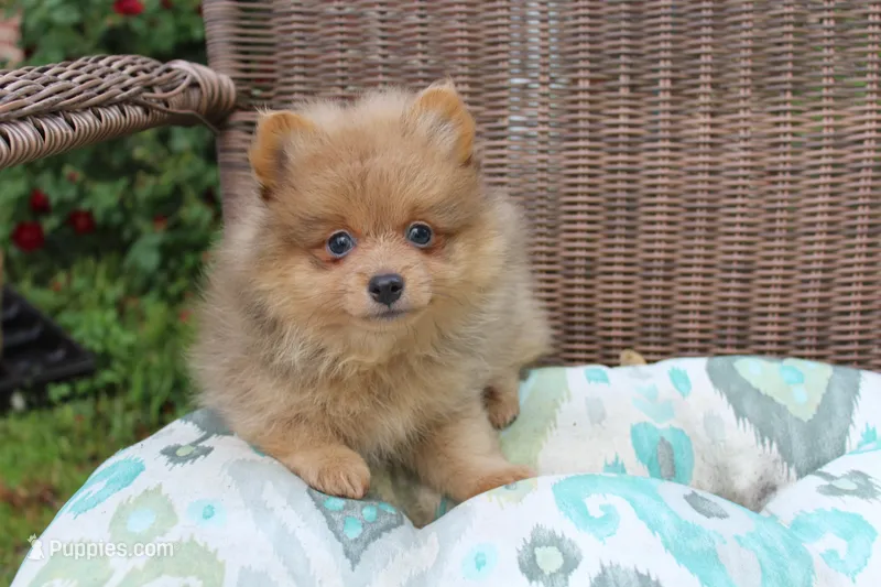 Snickers – Pomeranian puppy for sale in Russellville, KY