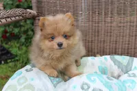 Snickers, a male Pomeranian for sale in Russellville, KY – Photo 6 of 8