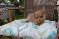 Snickers, a male Pomeranian for sale in Russellville, KY – Photo 7 of 8