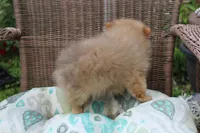 Snickers, a male Pomeranian for sale in Russellville, KY – Photo 5 of 8