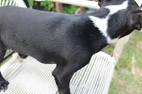 Bossy, a female Boston Terrier for sale in Russellville, KY – 5 of 8