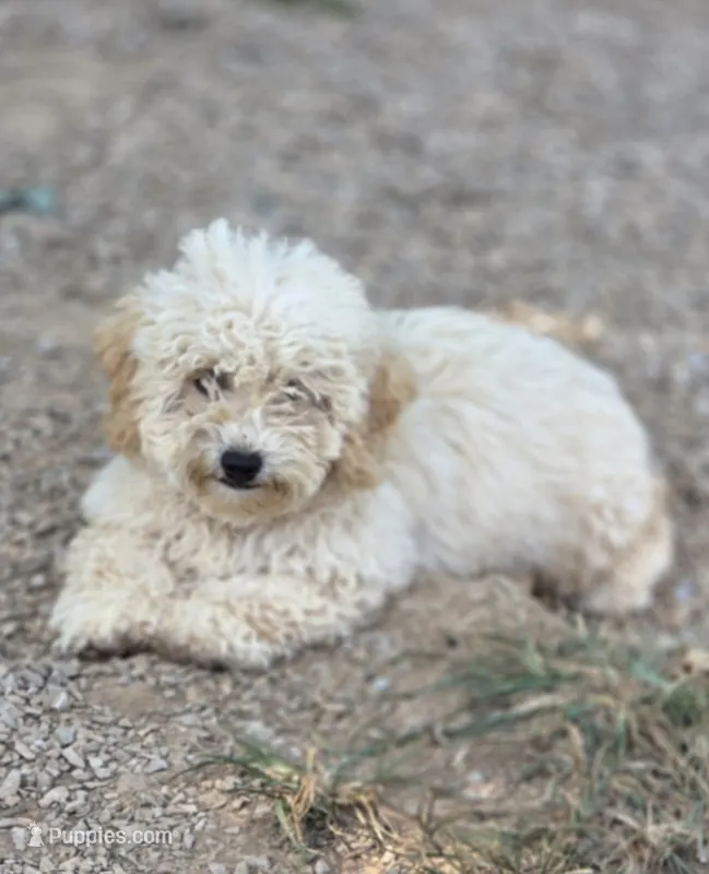 Princess fluff – Cockapoo, Poodle - Toy  puppy for sale in Russellville, KY