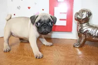 Pugtunia, a female Pug for sale in Russellville, KY – 2 of 9