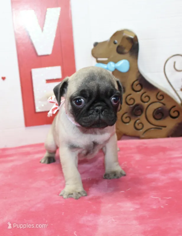 Pugtunia, a male Pug for sale in Russellville, KY – Photo 1 of 7