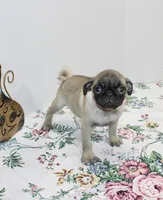 Pugtunia, a female Pug for sale in Russellville, KY – Photo 3 of 4