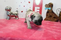 Pugtunia, a male Pug for sale in Russellville, KY – Photo 7 of 7