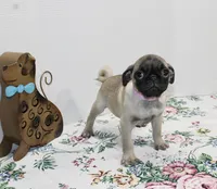 Pugtunia, a female Pug for sale in Russellville, KY – Photo 4 of 4