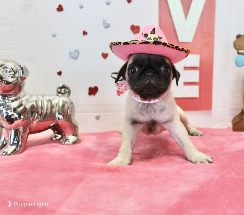 Pugtunia – Pug puppy for sale in Russellville, KY