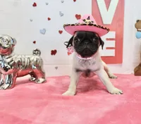 Pugtunia, a male Pug for sale in Russellville, KY – Photo 4 of 7