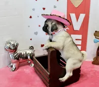 Pugtunia, a male Pug for sale in Russellville, KY – Photo 2 of 7