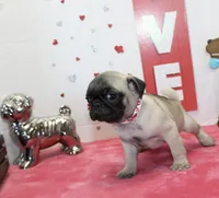 Pugtunia, a male Pug for sale in Russellville, KY – Photo 3 of 7