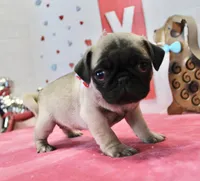 Pugtunia, a male Pug for sale in Russellville, KY – Photo 6 of 7