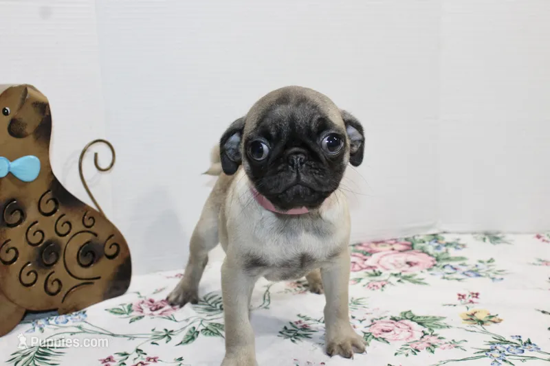 Pugtunia – Pug puppy for sale in Russellville, KY