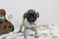 Pugtunia, a female Pug for sale in Russellville, KY – Photo 2 of 4