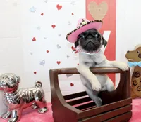 Pugtunia, a male Pug for sale in Russellville, KY – Photo 5 of 7